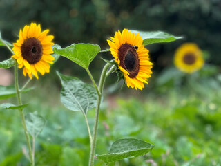 sunflower in the field
