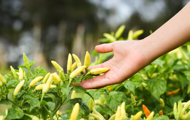 Photo of hands holding cayenne pepper on the tree.