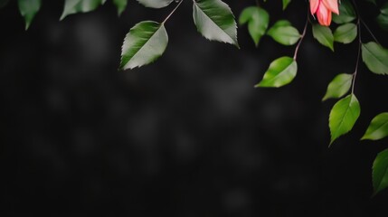 Obraz premium Close-up of Green Leaves and a Vibrant Flower Against a Dark Soft Background