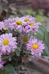 Fresh bright blooming pink chrysanthemum flower closeup shot, Chrysanthemums Flowers blooming in garden, beautiful Chrysanthemums flower, pink flower, Close up pink chrysanthemum, Chakwal, Pakistan