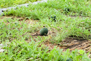 Photo of a watermelon plant that has produced fruit. Grows spreading over the ground.