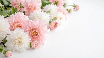 Pink and white dahlias on white background; floral arrangement; copy space; greeting card design