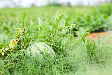 Photo of a watermelon plant that has produced fruit. Grows spreading over the ground.