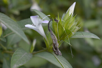 Crested Philippine violet or Bluebell barleria (Barleria cristata Lavender Lace) rare variety wild flower medicinal plant, close up, Barleria Cristata Lavender Lace Flowers With Leaves In Garden,
