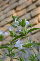 Crested Philippine violet or Bluebell barleria (Barleria cristata Lavender Lace) rare variety wild flower medicinal plant, close up, Barleria Cristata Lavender Lace Flowers With Leaves In Garden,