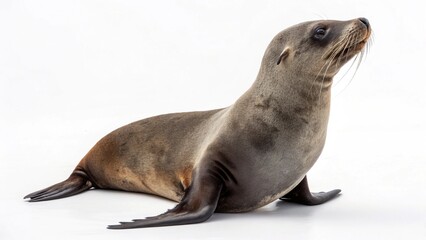 Animals isolated on white background
