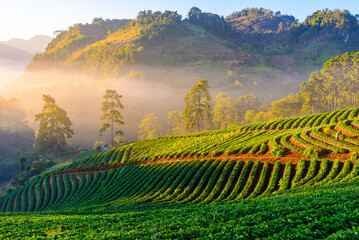 Strawberry Plantation agriculture terrace on the mountain at sunrise in Chiang mai Thailand.