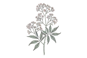 Minimalist Floral Line Art T-Shirt Elegant Branch & Greenery for Logo or Tattoo