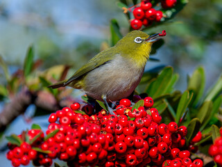 ピラカンサとメジロ