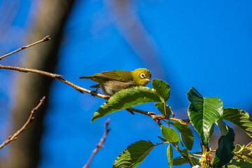 枝にとまるメジロ