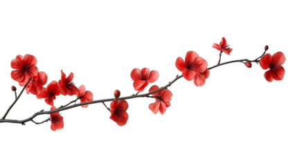 branch of red flower isolated on transparent white background, clipping path