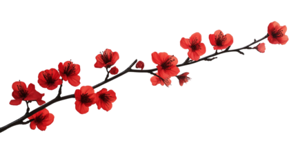 branch of red flower isolated on transparent white background, clipping path