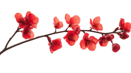 branch of red flower isolated on transparent white background, clipping path