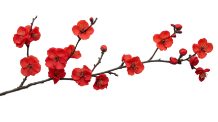 branch of red flower isolated on transparent white background, clipping path