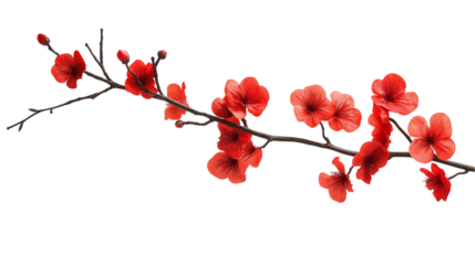 branch of red flower isolated on transparent white background, clipping path