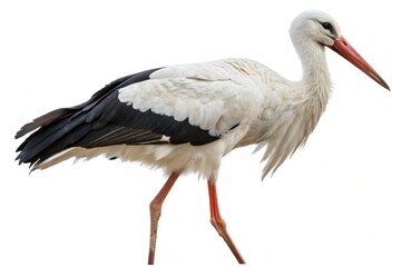 Fototapeta premium Animal isolated on white background