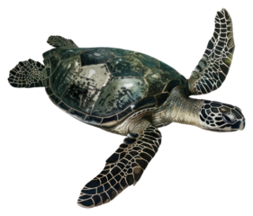 PNG A sea turtle artwork illustration realistic.