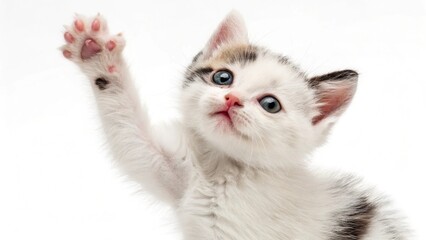 Obraz premium Animal isolated on white background