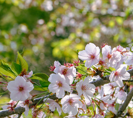 ソメイヨシノの花38