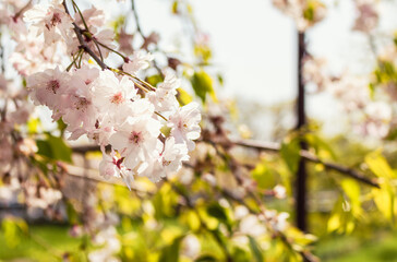 ソメイヨシノの花30