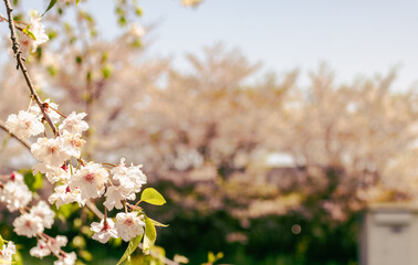 ソメイヨシノの花28