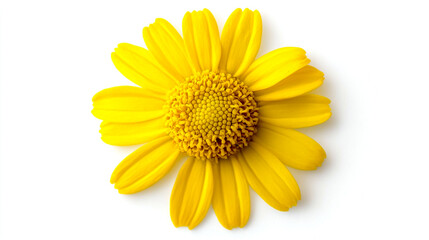 Yellow daisy flower isolated on a white background