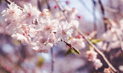 ソメイヨシノの花17
