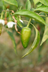 fresh green chili on plant closeup, chili plants in organic farming, Chilies closeup in field, Green chili plant in a farmer's field, Ripe green chili on a plant in Chakwal, Punjab, Pakistan