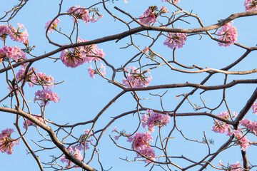 Branch of Rosy trumpet tree, Tabebuia rosea blossom flower with blue sky background