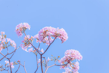 Branch of Rosy trumpet tree, Tabebuia rosea blossom flower with blue sky background
