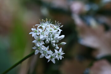 A macro photo of a small white flower in bloom, featuring delicate petal details and golden-brown stamens.