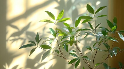 Naklejka premium Sunlight illuminates indoor plant, leafy shadows