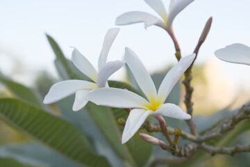 Plumeria obtusa, the frangipani, is a species of the genus Plumeria, beautiful little blooming Plumeria obtusa flowers, the Singapore graveyard flower.cultivated fot its ornamental and fragrant flower