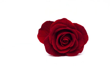 Naklejka premium Crimson Rose: A single, velvety crimson rose, its petals unfurling in a symphony of elegance and beauty. It's a timeless symbol of love, passion, and romance.