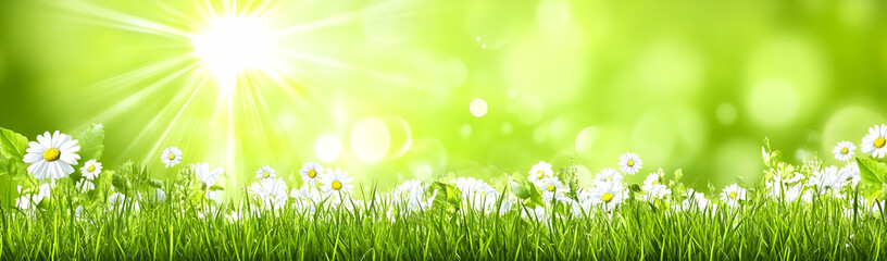 Fototapeta premium Sunny meadow daisies, bokeh background