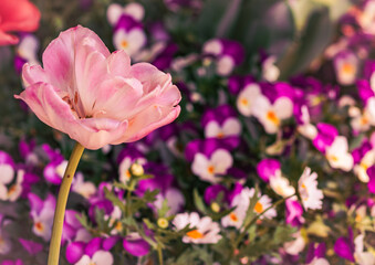チューリップの花11