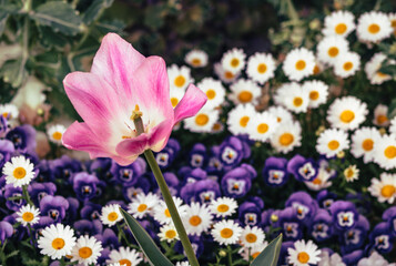 チューリップの花2