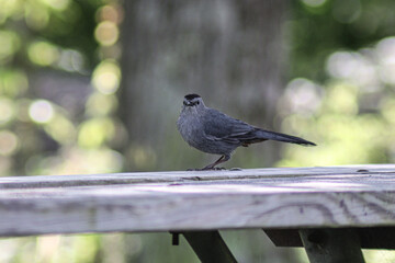Portrait of a Grey Catbird
