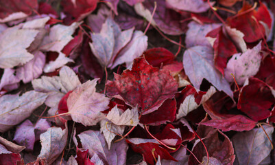 Fall Leaves on the Ground