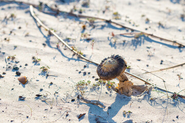 Brown mushroom grows in sand	