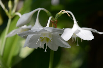 Obraz premium アマゾンユリ