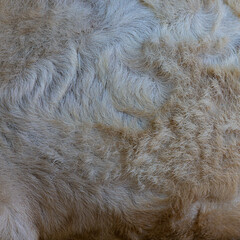 close up of fur texture	