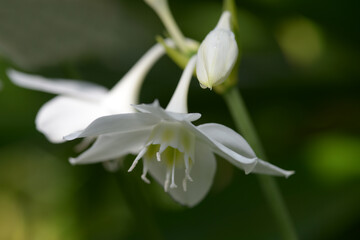 Obraz premium アマゾンユリ