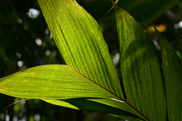 葉模様　木漏れ日
