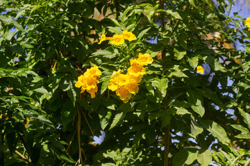 Tongurai tree is a flower of Thailand.