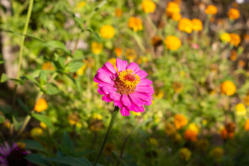 Obraz premium Zinnia elegans, commonly known as Mexican zinnia or zinnia for short, is a popular annual flowering plant native to Mexico. Classified in the family