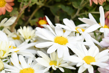 Obraz premium white Common daisy beautiful flowers with blur green background in garden, White beautiful daisies on a field in green grass, Oxeye daisy, Leucanthemum vulgare, Daisies, Dox-eye, Dog daisy in nature