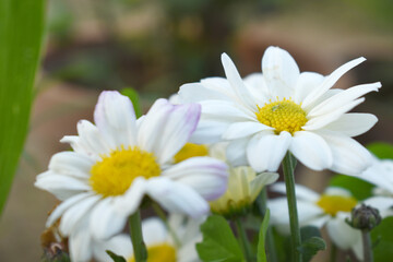 Obraz premium white Common daisy beautiful flowers with blur green background in garden, White beautiful daisies on a field in green grass, Oxeye daisy, Leucanthemum vulgare, Daisies, Dox-eye, Dog daisy in nature