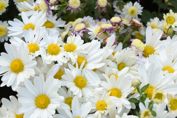 white Common daisy beautiful flowers with blur green background in garden, White beautiful daisies on a field in green grass, Oxeye daisy, Leucanthemum vulgare, Daisies, Dox-eye, Dog daisy in nature