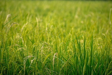 Close-Up of Vibrant Rice Plants in a Picturesque Field